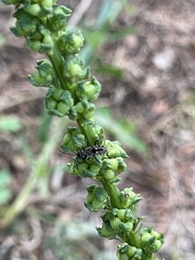 Beosus maritimus