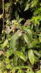 Parathesis donnell-smithii