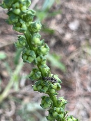Beosus maritimus