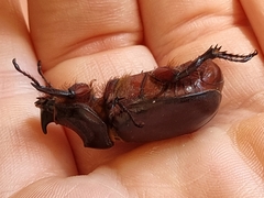 Oryctes nasicornis kuntzeni