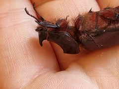 Oryctes nasicornis kuntzeni