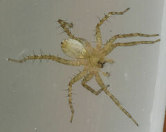 Pardosa pauxilla