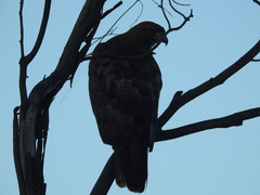 Buteo jamaicensis