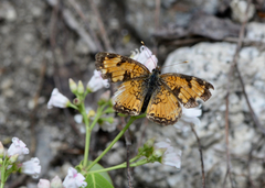 Phyciodes cocyta cocyta