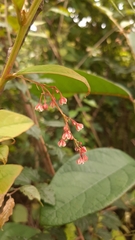 Phyllanthus grandifolius