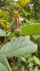 Phyllanthus grandifolius
