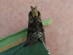 Abrostola tripartita
