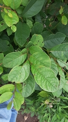 Phyllanthus grandifolius