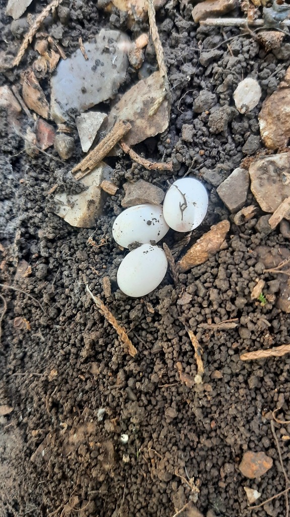 Little Brown Skink in June 2022 by Kory Roberts · iNaturalist