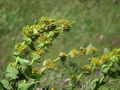 Gentiana lutea lutea
