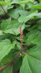 Acalypha leptopoda