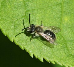 Andrena rufosignata