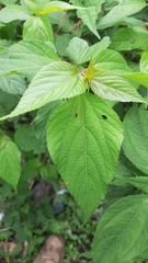 Acalypha leptopoda