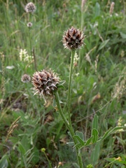 Centaurea scabiosa alpestris