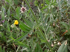 Centaurea scabiosa alpestris