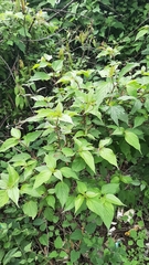 Acalypha leptopoda