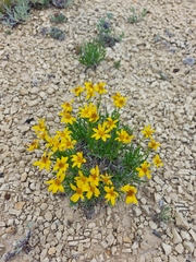 Stenotus armerioides