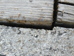 Pheidole