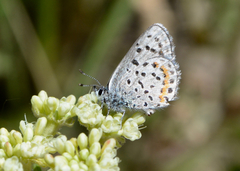 Euphilotes ancilla