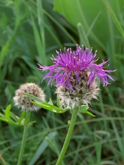 Centaurea scabiosa alpestris