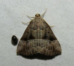 Hypena deceptalis