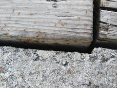 Pheidole