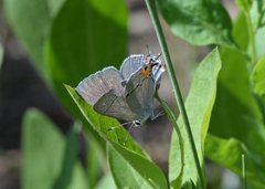 Strymon melinus franki