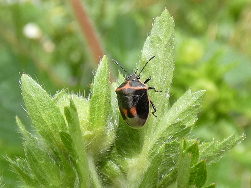 Photo of Twice-stabbed Stink Bug (Cosmopepla lintneriana)