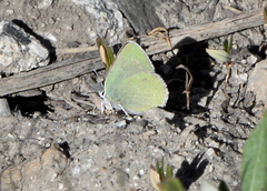 Callophrys affinis affinis