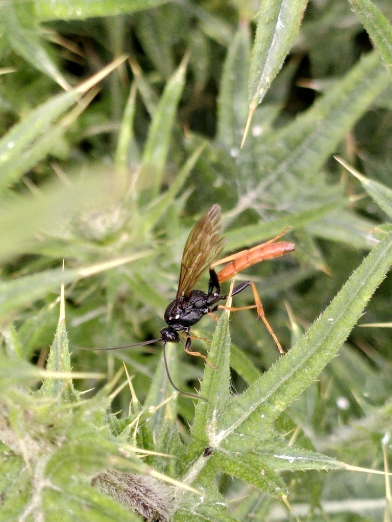 Amblyjoppa fuscipennis