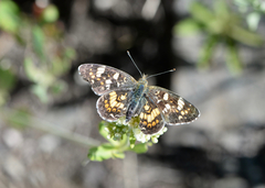 Phyciodes pulchella camillus