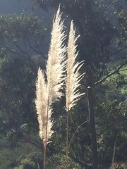 Cortaderia nitida