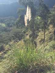 Cortaderia nitida