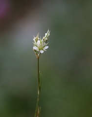 Minuartia rostrata