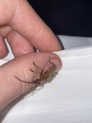 Centrodera decolorata