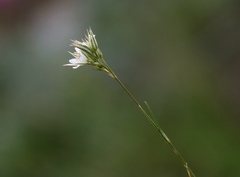 Minuartia rostrata