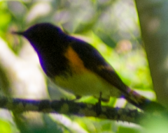 Setophaga ruticilla image