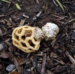 Clathrus ruber flavescens