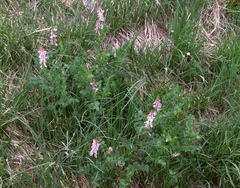 Hedysarum hedysaroides hedysaroides