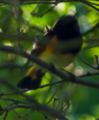 Setophaga ruticilla image