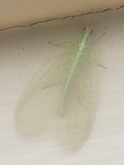Chrysopa nigricornis