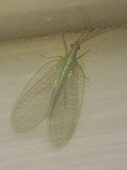 Chrysopa nigricornis