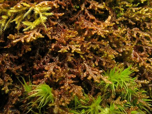 Tamarisk Scalewort