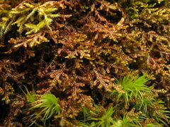Tamarisk Scalewort