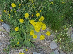 Sisymbrium austriacum