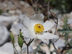 Argemone grandiflora