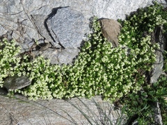 Galium megalospermum