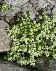 Galium megalospermum