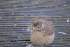 Alopochen aegyptiaca