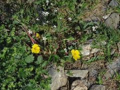Potentilla grandiflora